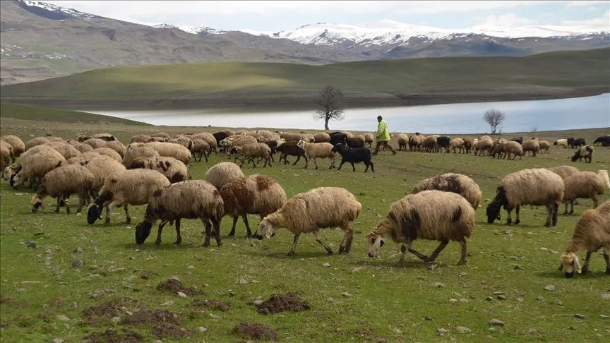 Muş'ta yeşeren meralar koyun sürüleriyle renklendi