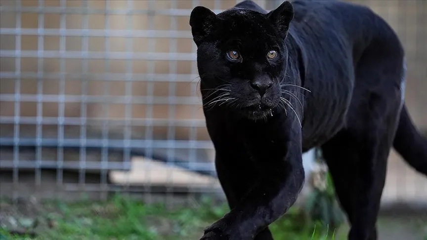 İzmir Doğal Yaşam Parkı'nın jaguarı Juliet öldü
