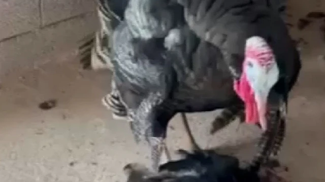 Gaziantep'te Bir Hindi Telef Olan Dişisini Dakikalarca Kaldırmaya Çalıştı