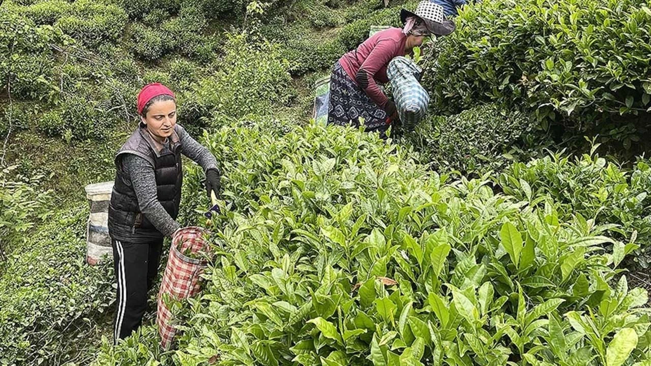 ÇAYKUR'dan üreticilere ikinci sürgün yaş çay alımı uyarısı
