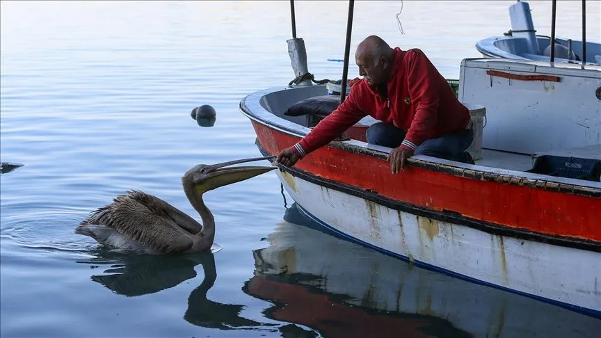 Pelikan "Suzi" balıkçı barınağının müdavimi oldu