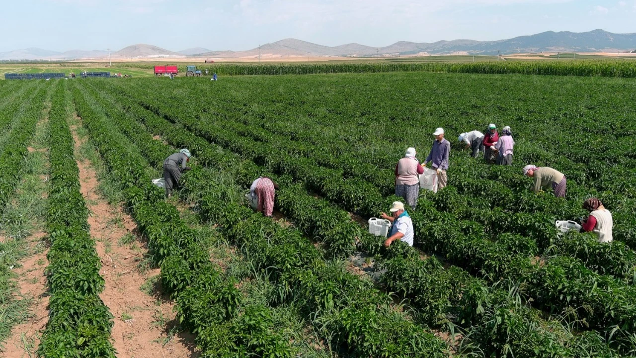 'Olmaz' denileni başardı: Kütahyalı çiftçiden günlük 14 ton biber hasadı