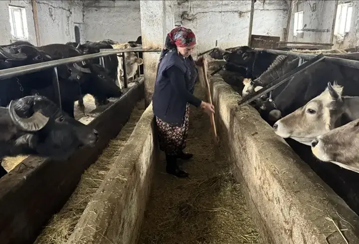 Hakkari’de kadın girişimcinin manda serüveni: 5 mandadan 20’ye