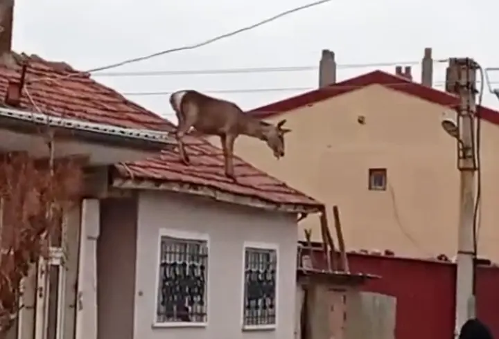 Köpeklerden korkup çatıya çıkan kızıl geyik, düşüp öldü