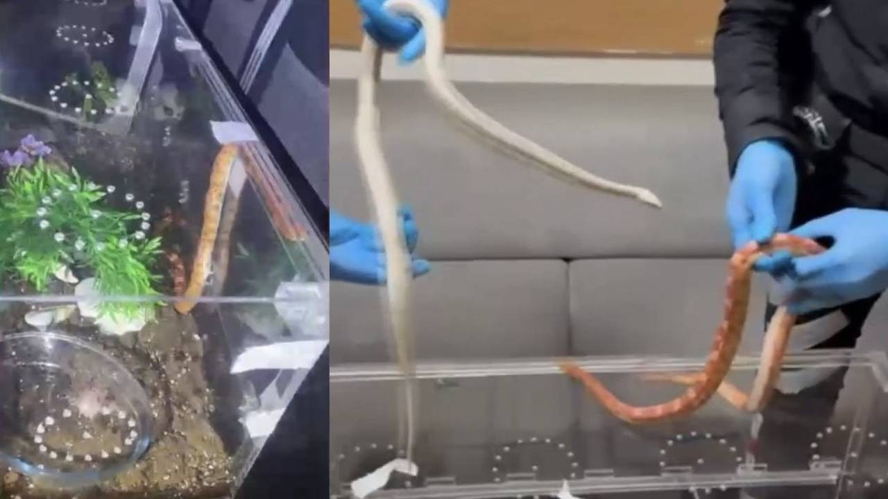 Sarıyer’de polisin durdurduğu araçtan zehirli yılanlar çıktı