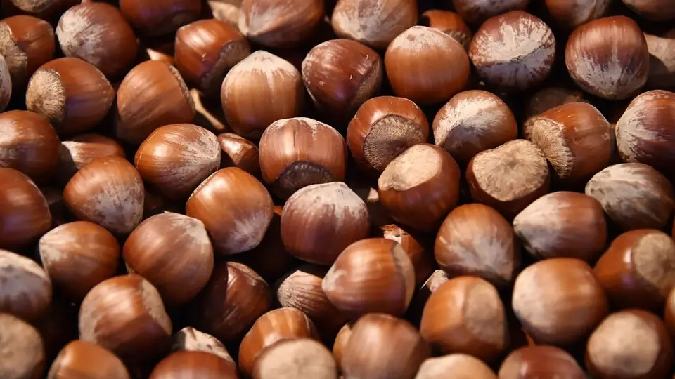 Rekabet Kurumu, Ferrero'nun fındık alımını görüşecek
