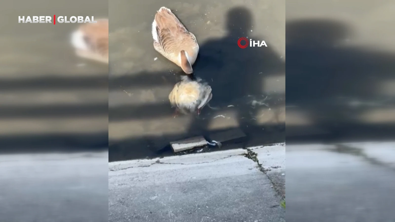 Yeşilırmak'ta balıkların ardından şimdi de kaz ölümleri görüldü