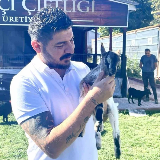 Türkiye’de Cüce Keçi İçin Talep Artıyor
