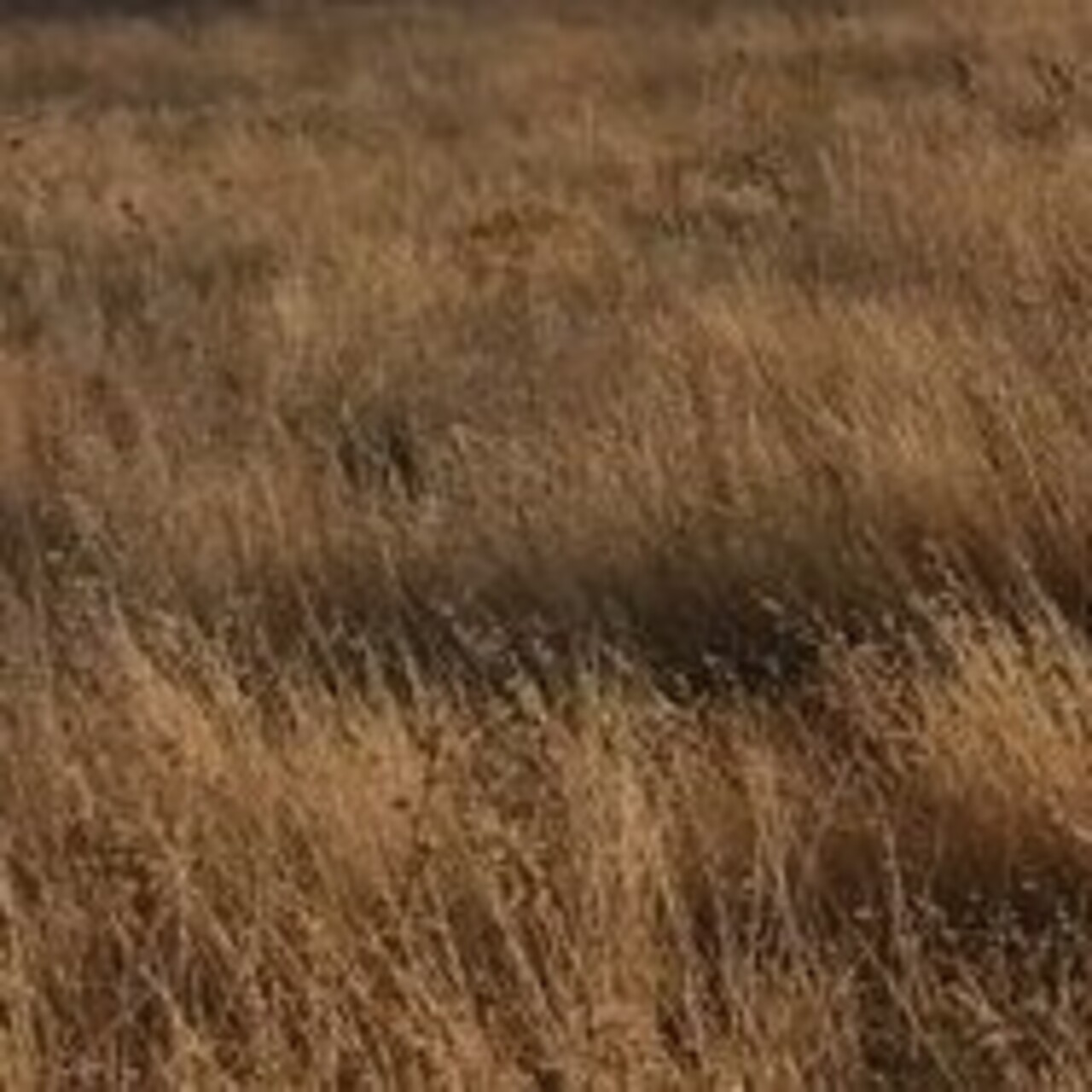 Şırnak'ta ziraat odalarından "kuraklık" açıklaması