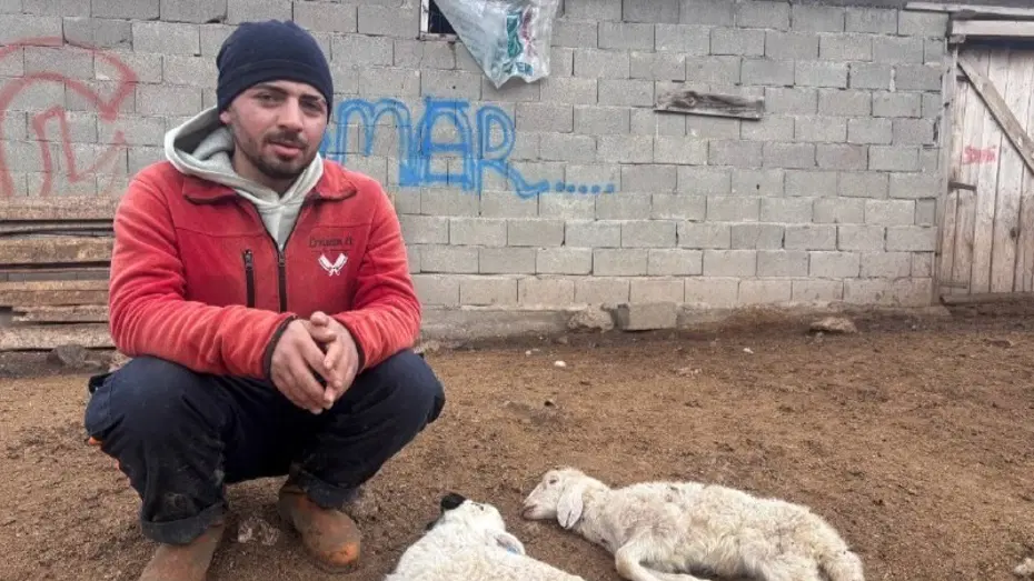Kuzular belirti göstermeden bir anda telef oluyor
