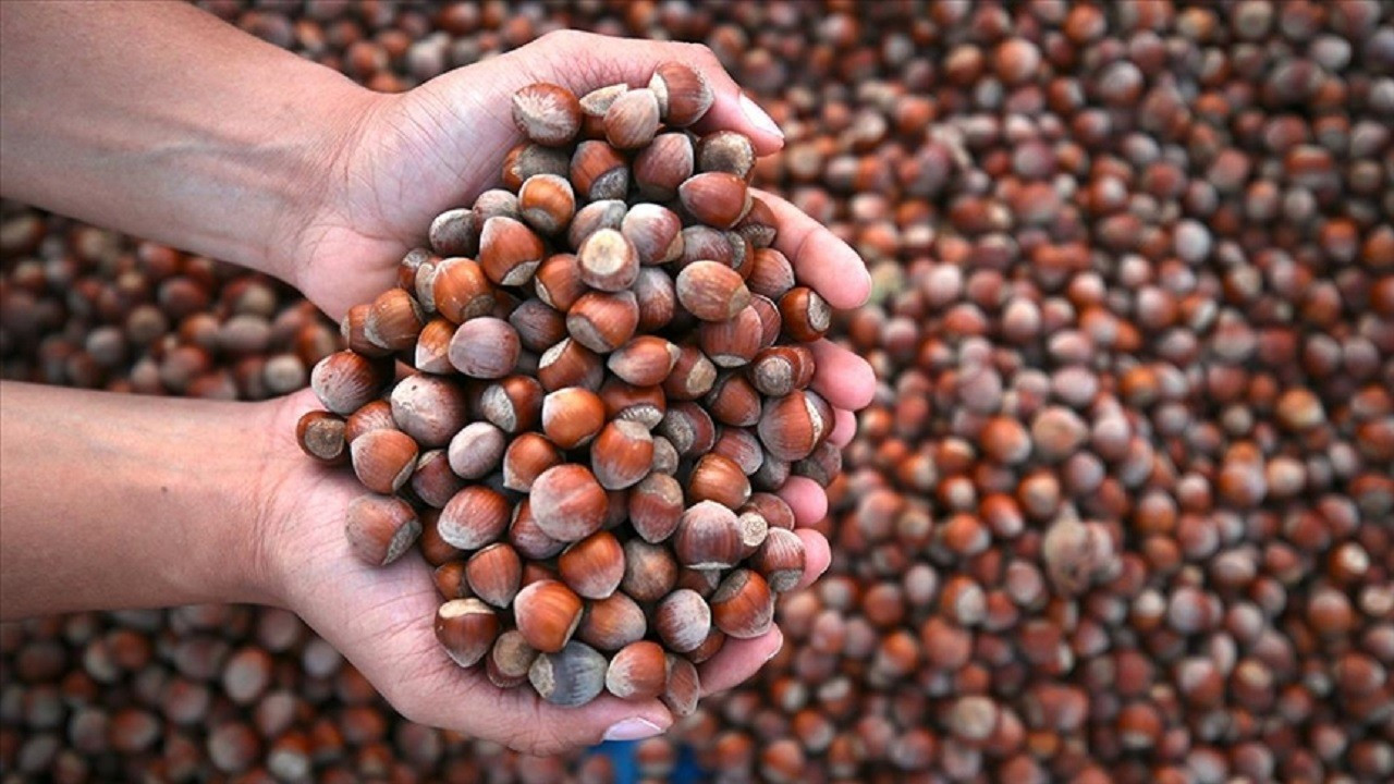 Ticaret borsalarında 514 bin tonu aşkın fındık işlem gördü