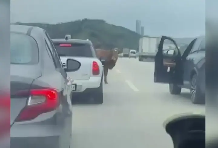 Otobana çıkan boğa, sürücülere zor anlar yaşattı