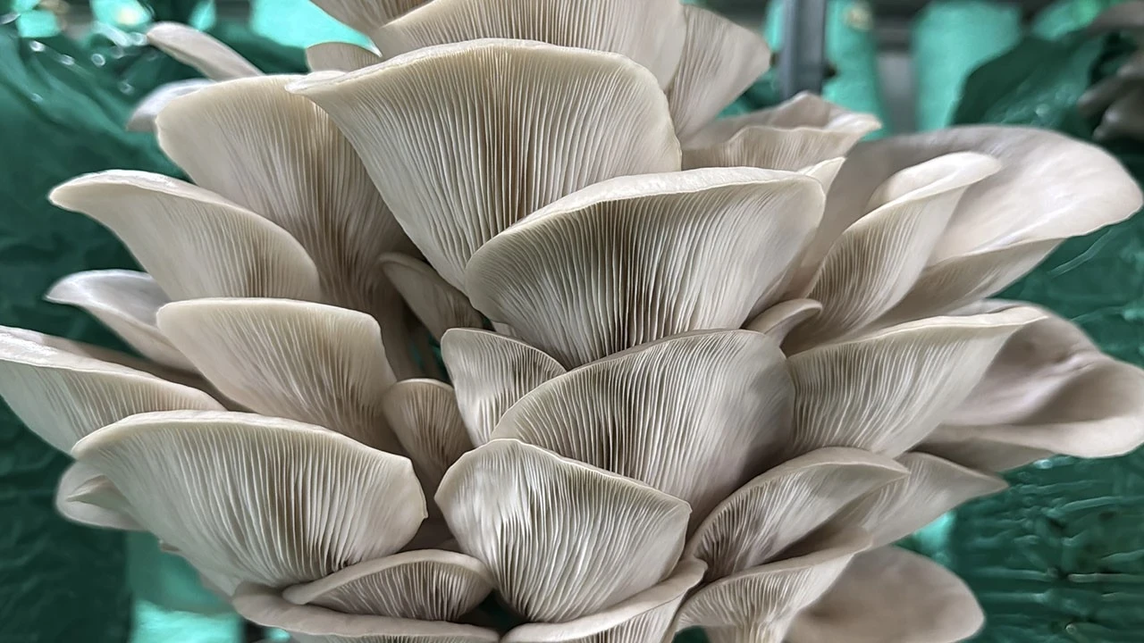 Evinin bahçesini üretim tesisine çevirdi: 40 ton istiridye mantarı üretiyor