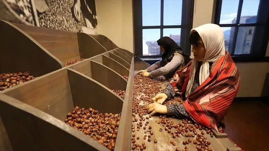 Ordu'da Kahraman Sağra Fındık Müzesi 14 bin 550 ziyaretçiyi ağırladı