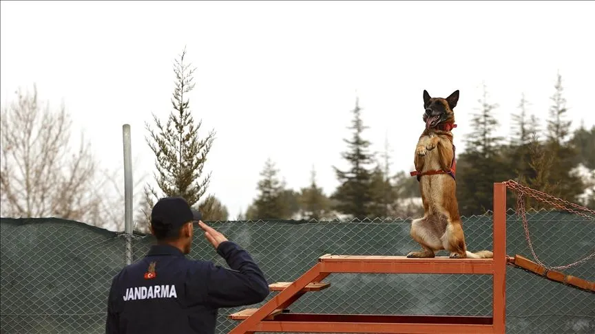 Jandarmanın hassas burnu "Sima" her türlü afette görev başında