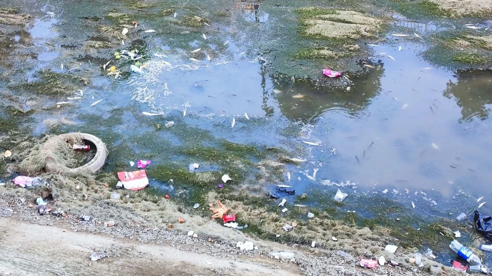Su akışı kesilen kanallarda balıklar hızla ölüyor
