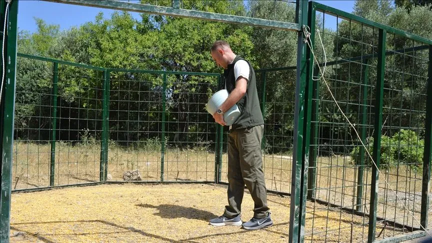 Şehre inen yaban domuzlarına karşı termal kameralı dronlarla mücadele