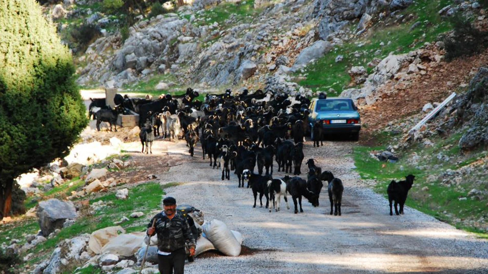 Tersine göç başladı; 4 aydır kaldıkları yaylalardan iniyorlar