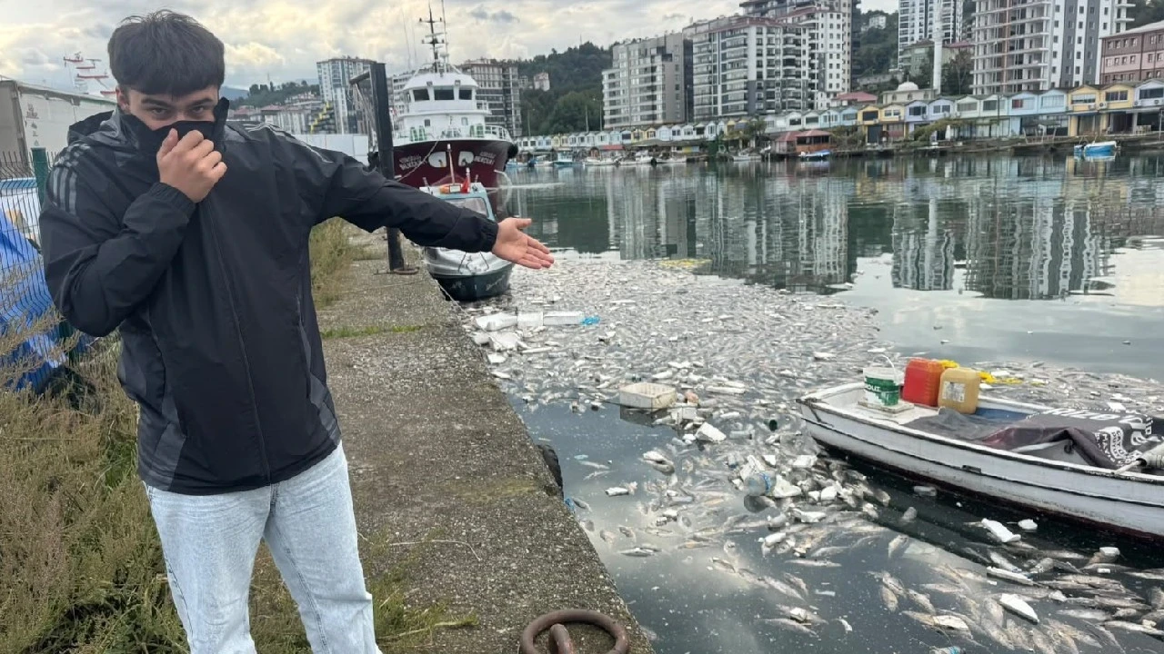 Palamut Bereketi İsrafa Dönüştü: Limanı Ölü Balıklar Kapladı