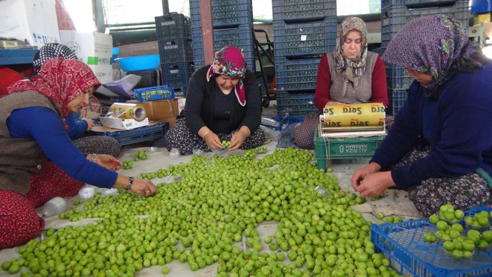 Yurt dışından talep yağıyor; kilosu 8 bin TL'den 400 TL'ye düştü