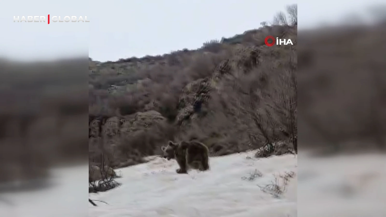 Kış uykusundan uyanan ayı bu halde görüntülendi!