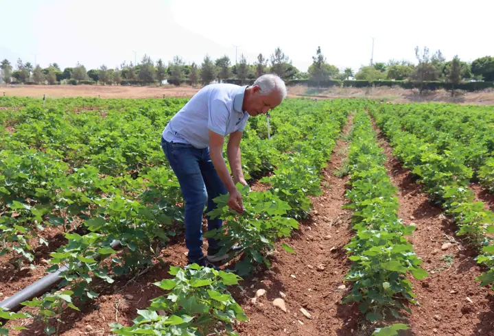 Pamukta rekor beklentisi! Şanlıurfa’da sıcak hava çiftçiyi sevindirdi