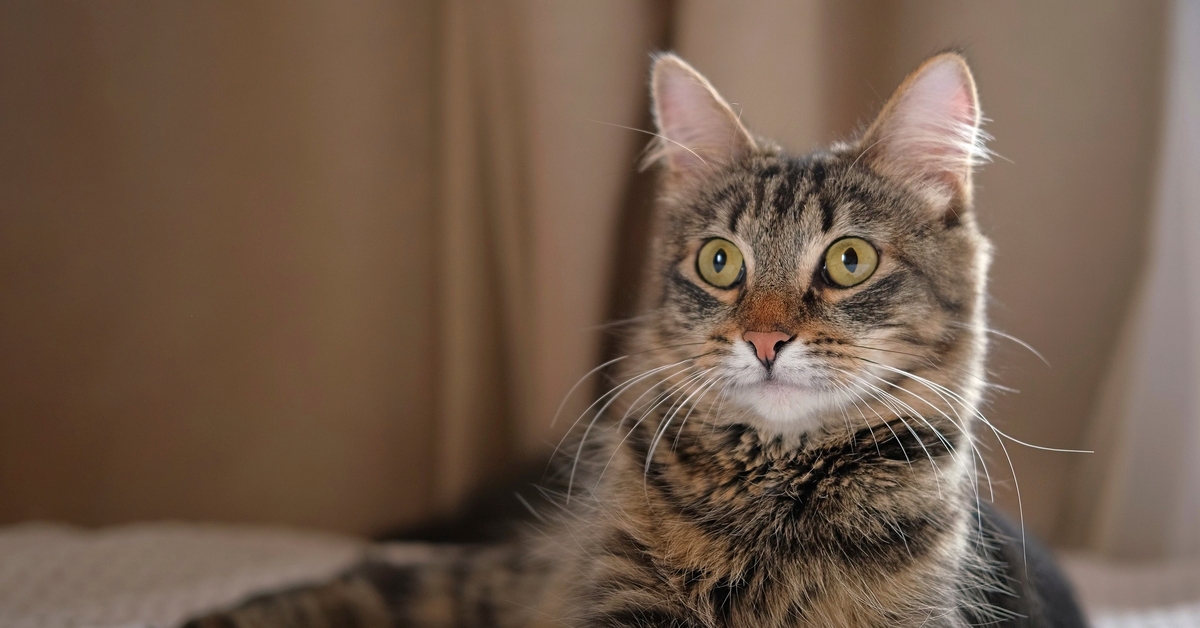 Kedi tüyünden ölüm iddiasına yalanlama geldi