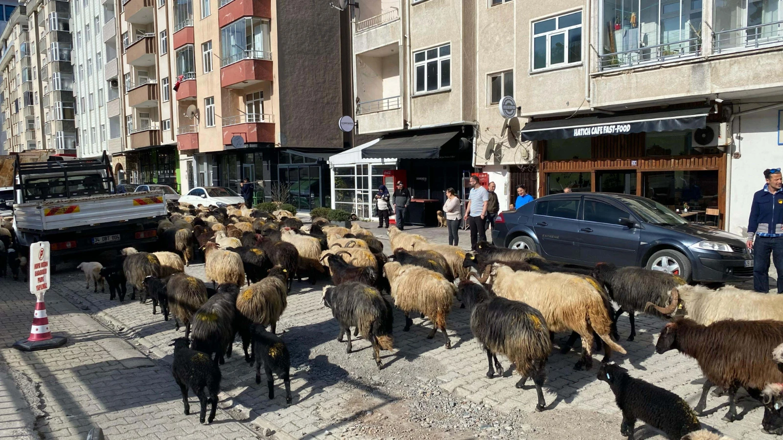 Koyun sürüsü ilçe merkezine indi, gören şaşkına döndü!