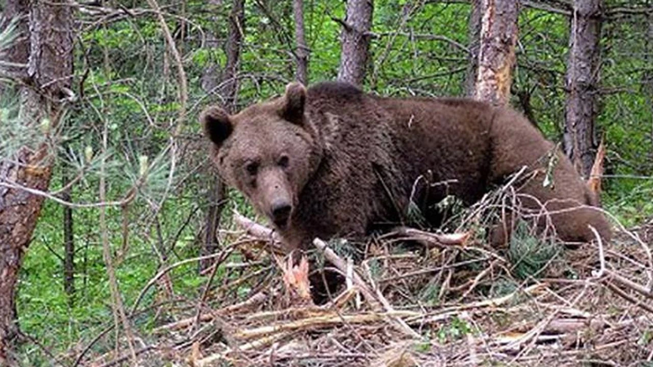 Bolu'da ayı saldırısı! Talihsiz adamın parmağı koptu