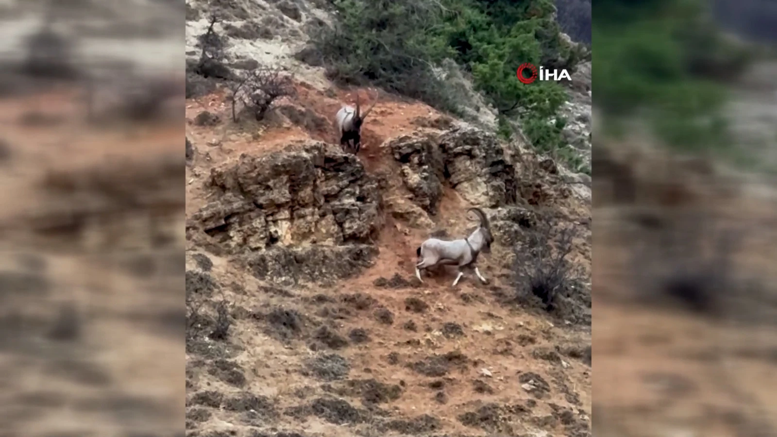 Tekelerin dağlık arazide liderlik kavgası! O anlar kamerada