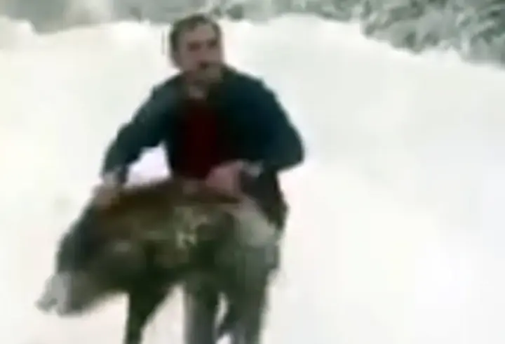 Yaban domuzunu yakaladı, sevdikten sonra tekrar bıraktı