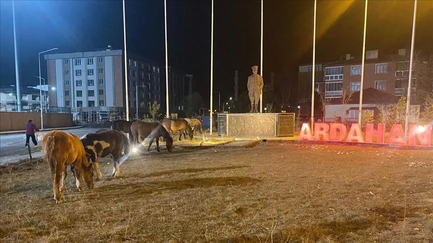 Ardahan'da yılkı atları yiyecek için kent merkezine indi