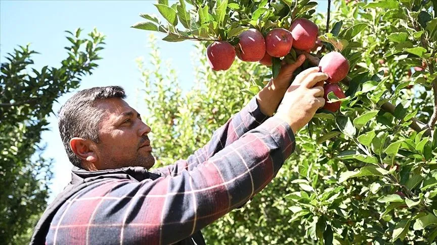 Elma bahçesini "spring su uygulaması" ile zirai dondan koruyan üretici hasada başladı