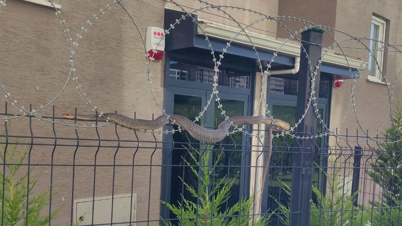 Bursa'da tellere dolanan 1,5 metre boyundaki yılan korkuttu
