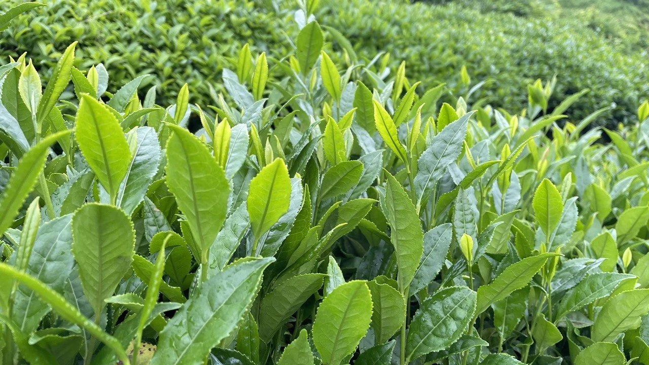 ÇAYKUR'un ikinci sürgün yaş çay alımı 91 bin tona ulaştı