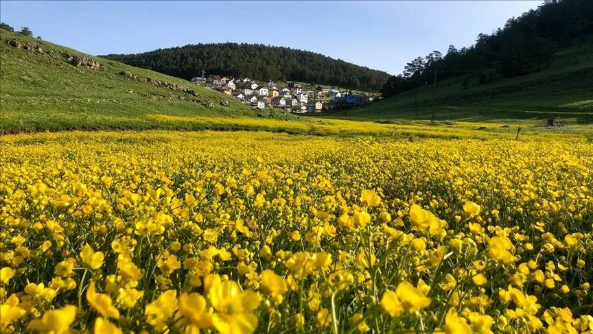 Eğriçimen Yaylası sarı papatyalarla renklendi