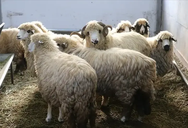 TOGÜ, tescilli karayaka koyununu geliştirme projesi başlattı
