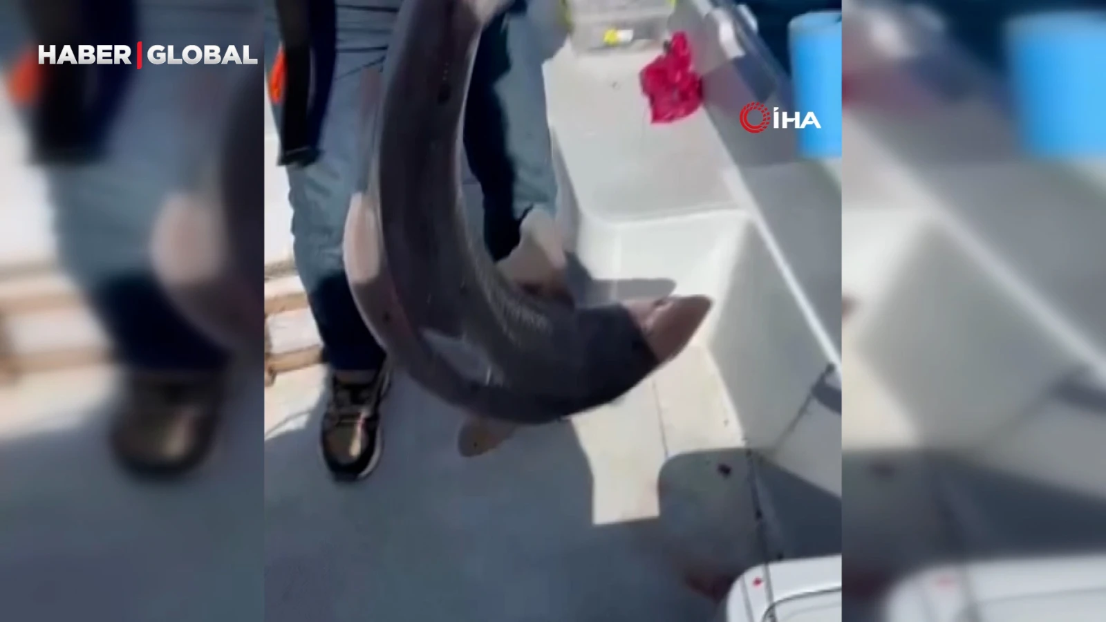 Trabzon kıyılarında köpek balığı hareketliliği arttı