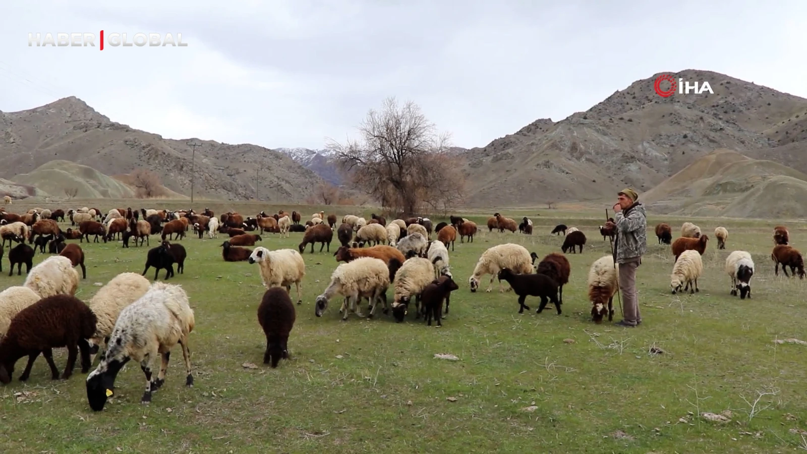 Çobanlığı dijitalleştirdi, artık koyun sürüsünü dron ile yönetiyor