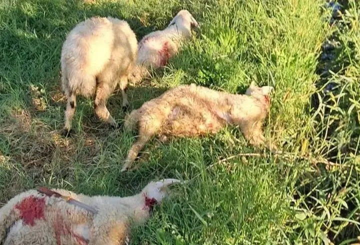 Erzincan'da başıboş köpek vahşeti: 6 kuzu telef oldu
