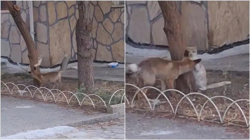 Tilki ile sokak kedisinin arkadaşlığı kameralara yansıdı
