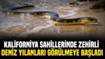 Kaliforniya Sahillerinde Zehirli Deniz Yılanları Görülmeye Başladı