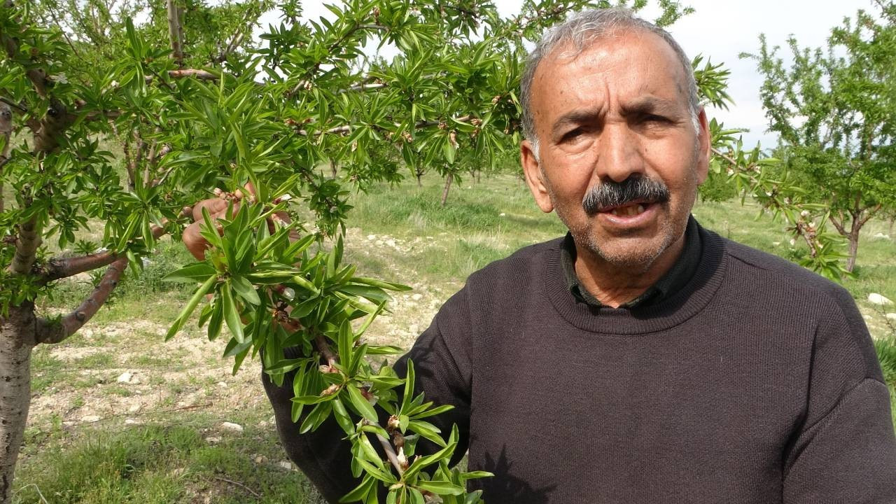 Zirai dondan etkilenmeyen tek meyve! Üreticisini de şaşırttı