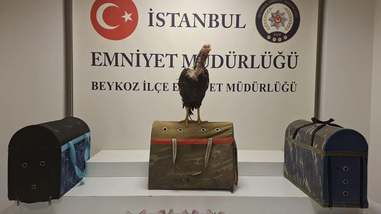 İstanbul'da horoz dövüştüren 21 kişiye 194 bin 187 lira ceza uygulandı