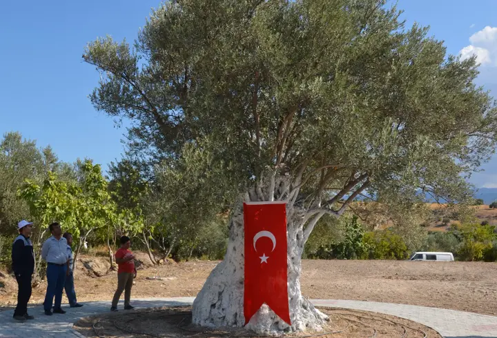 Mut Zeytin ve Zeytinyağı Festivali 10 Ekim'de