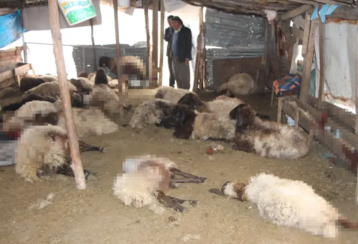 Sokak köpeklerinin saldırdığı 28 koyun öldü