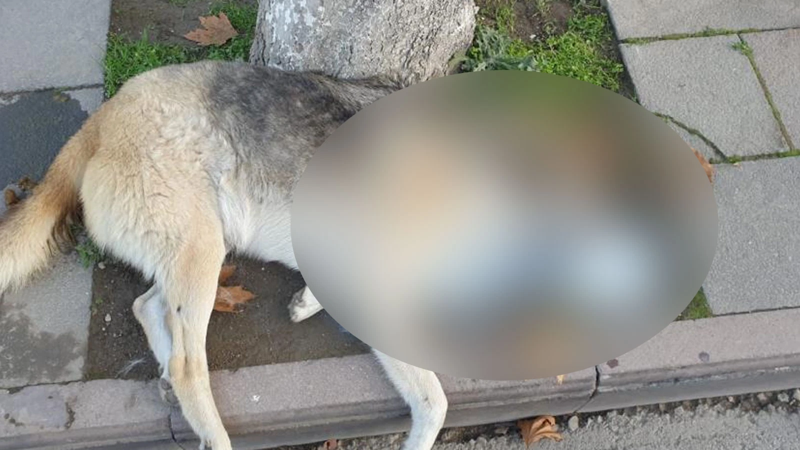 Amasya'da kan donduran görüntü: Şehrin göbeğinde köpek ve kediler ölü bulundu