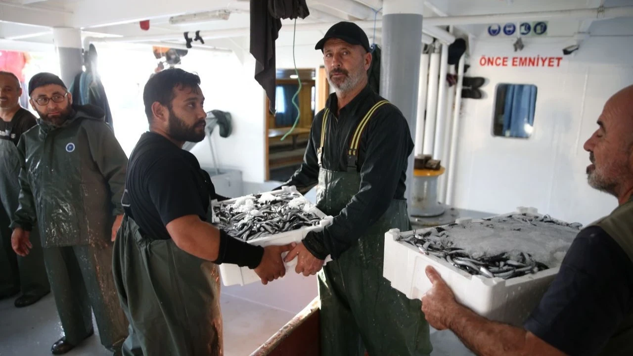 Karadeniz'de hamsi bolluğu: Kasası 1500 TL'den satılıyor