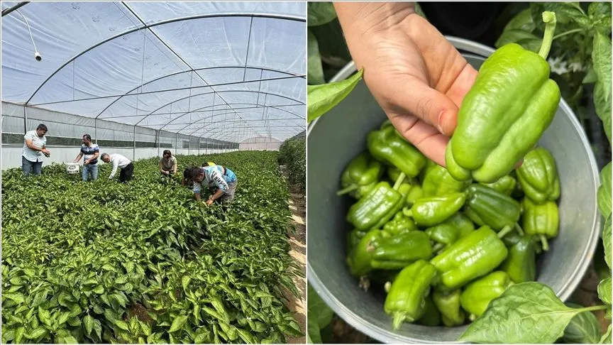 Elazığ'ın tescilli Keban biberi devlet desteğiyle kurulan seralarda yetiştiriliyor