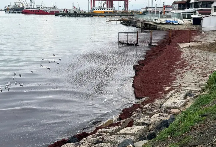 Tekirdağ'da deniz kıyıları kırmızı renge büründü